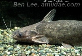 Trachelyopterus galeatus
