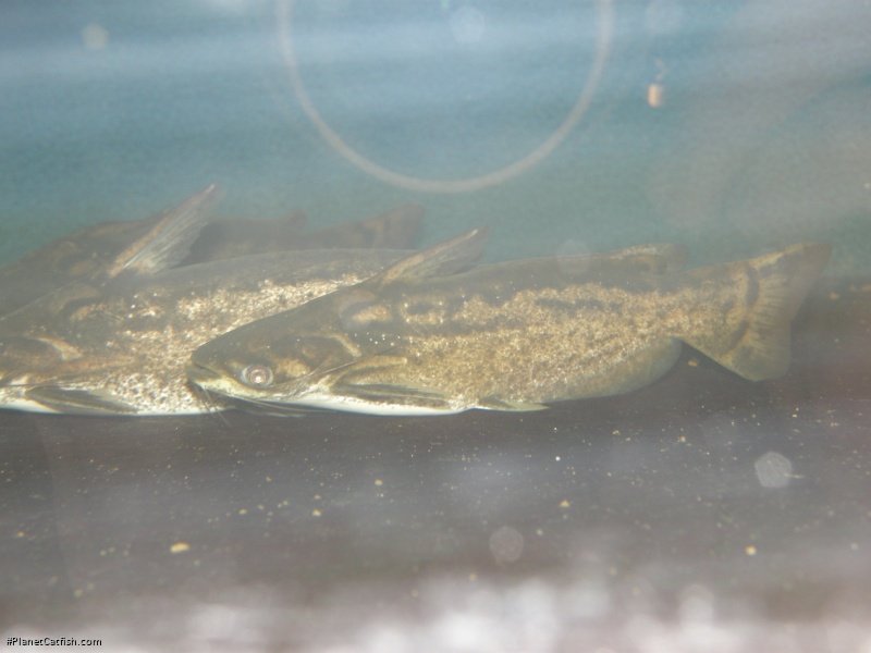 Trachelyopterus insignis