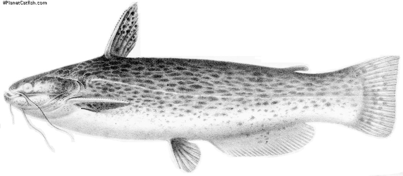 Trachelyopterus striatulus