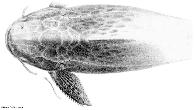 Trachelyopterus striatulus