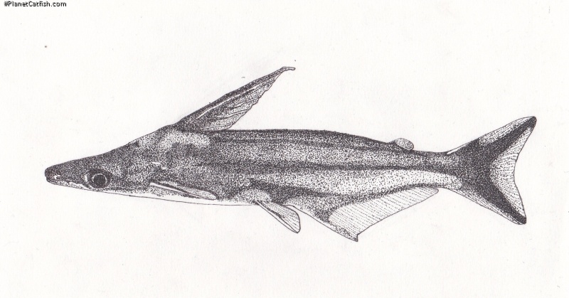 Tympanopleura atronasus