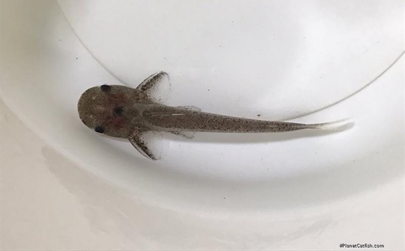Tympanopleura longipinna