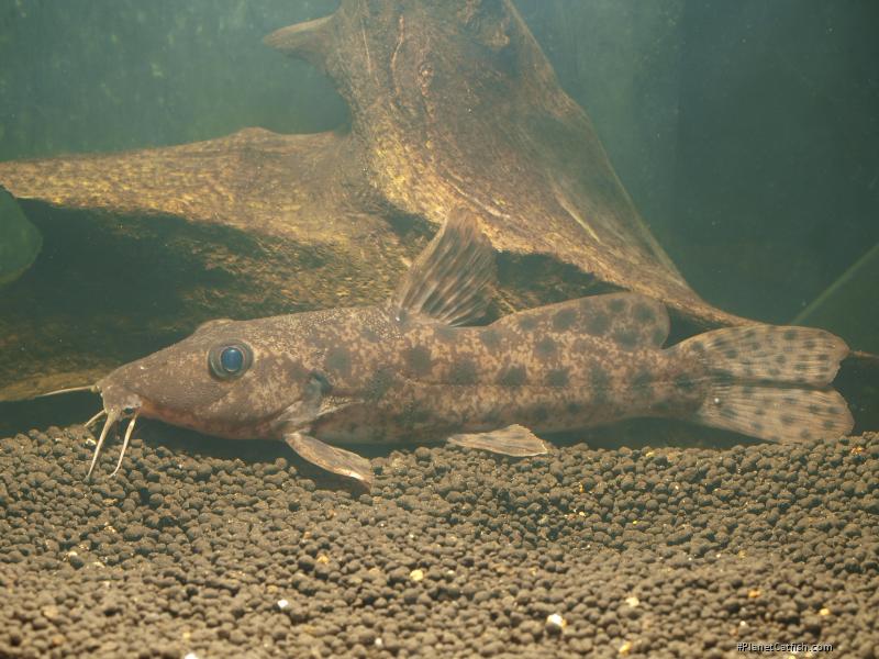 Auchenoglanis senegali