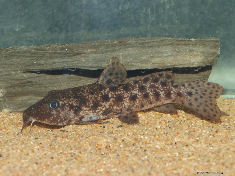 Auchenoglanis senegali