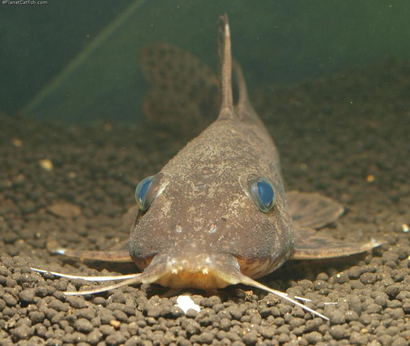 Auchenoglanis senegali