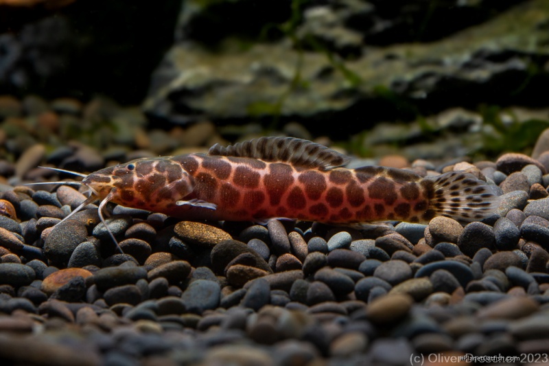 Notoglanidium thomasi