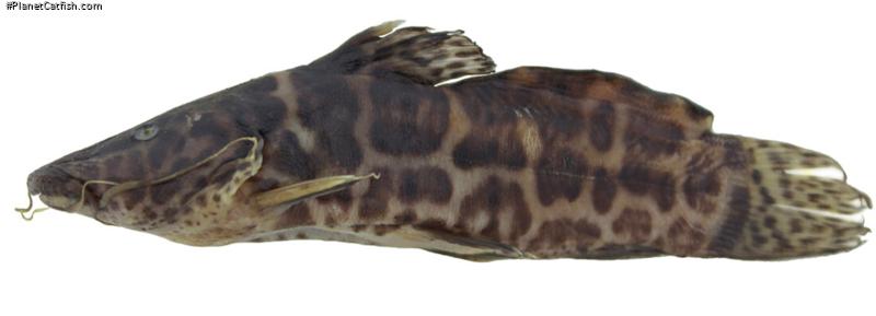Parauchenoglanis stiassnyae