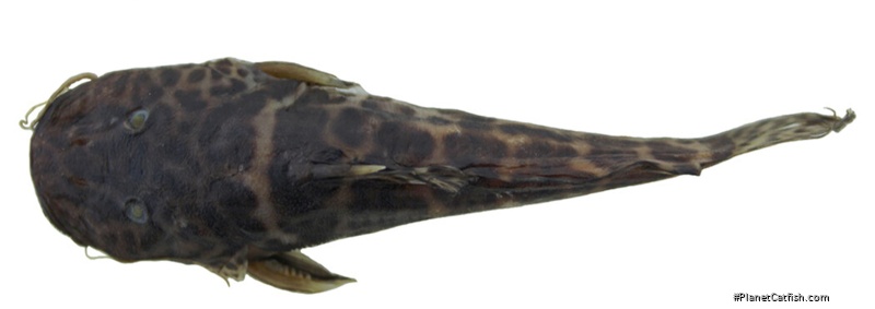 Parauchenoglanis stiassnyae
