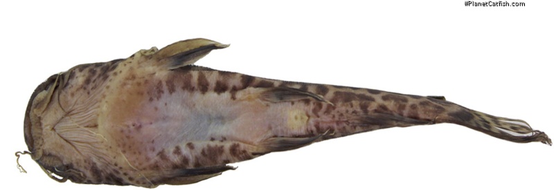 Parauchenoglanis stiassnyae