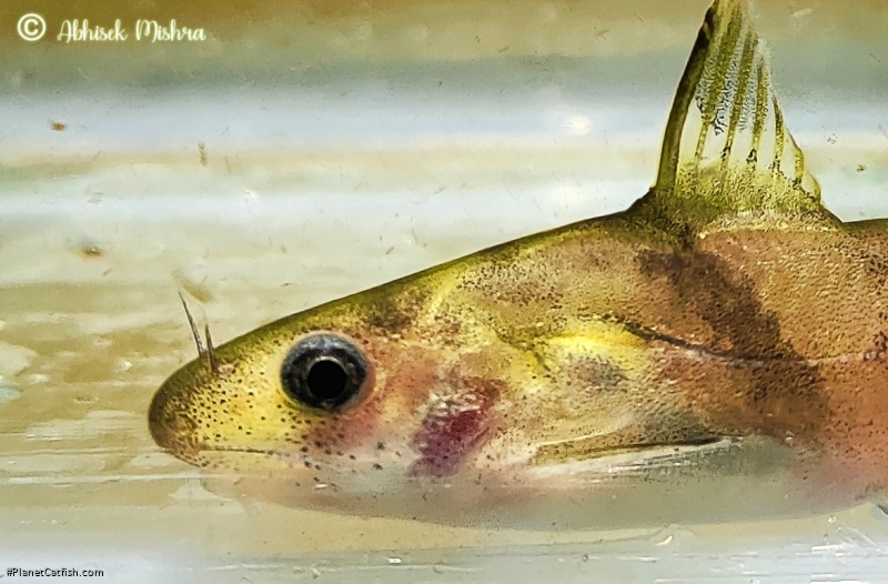 Batasio fasciolatus