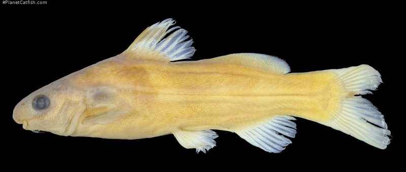 Batasio tigrinus