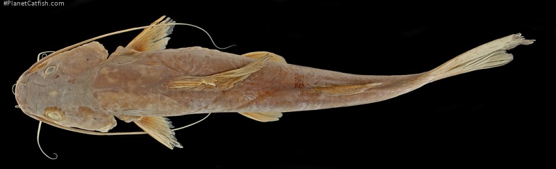 Hemibagrus divaricatus