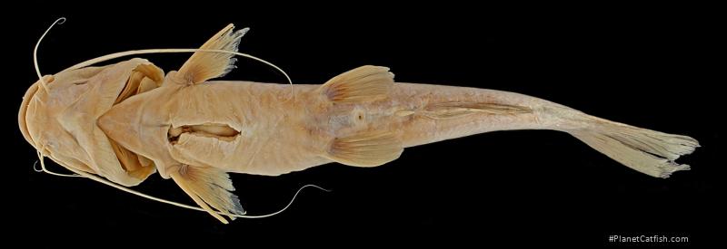 Hemibagrus divaricatus