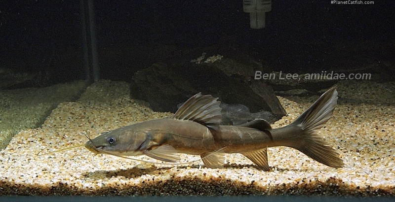 Hemibagrus menoda