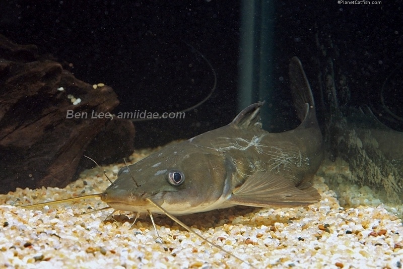 Hemibagrus menoda