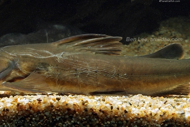 Hemibagrus menoda