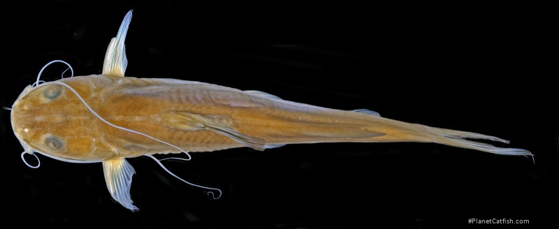 Hemibagrus semotus