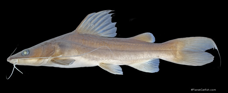 Hemibagrus spilopterus