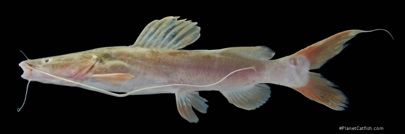  Hemibagrus wyckioides (Bagridae) Cat-eLog