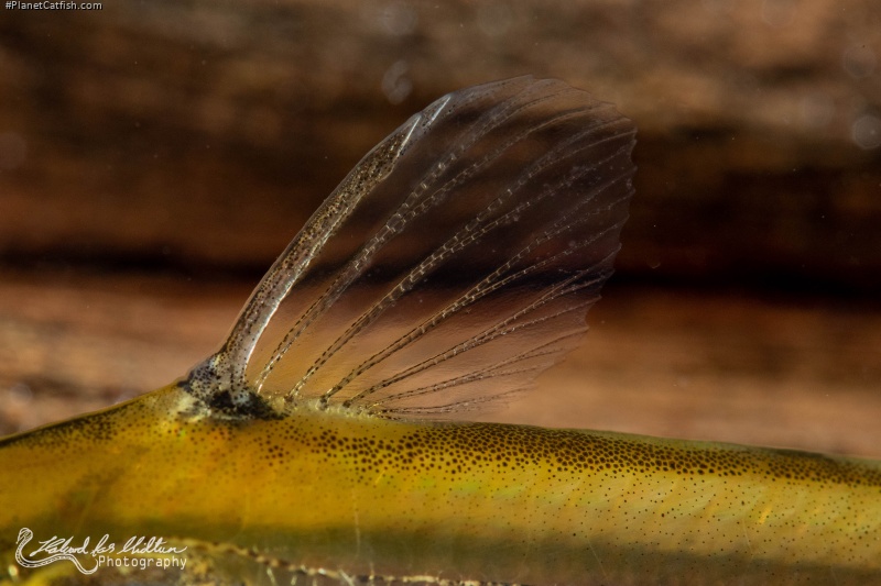 Hyalobagrus flavus