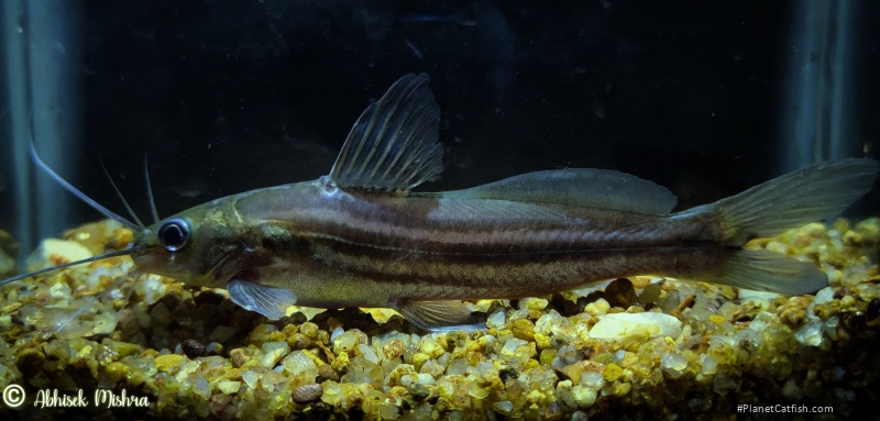 Mystus bleekeri