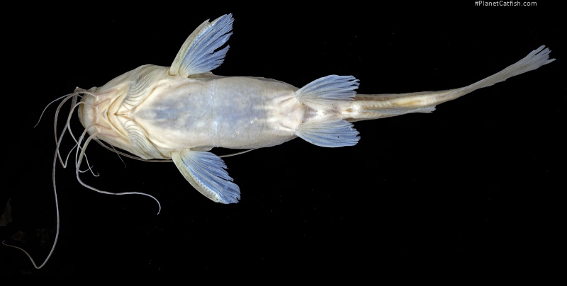 Mystus celator