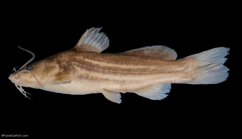 Mystus cyrusi