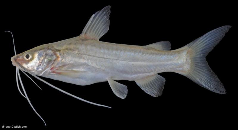 Mystus gulio