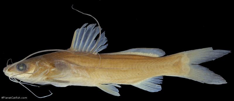Mystus nigriceps