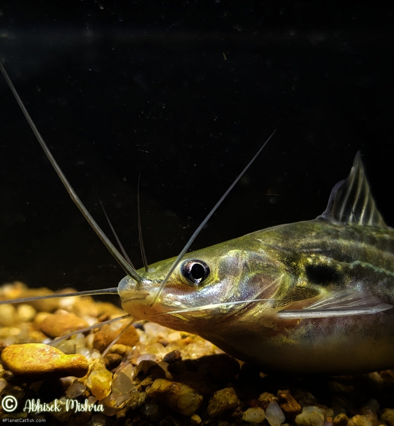 Mystus tengara