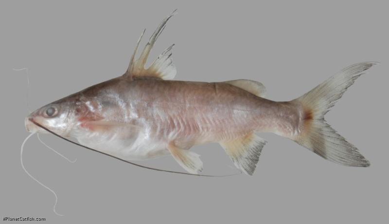 Mystus velifer