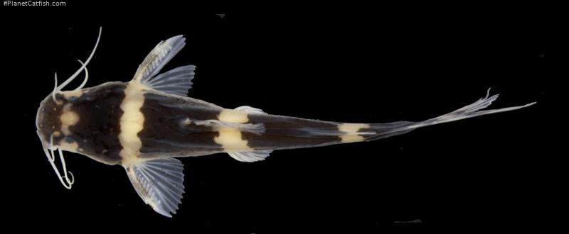 Nanobagrus fuscus