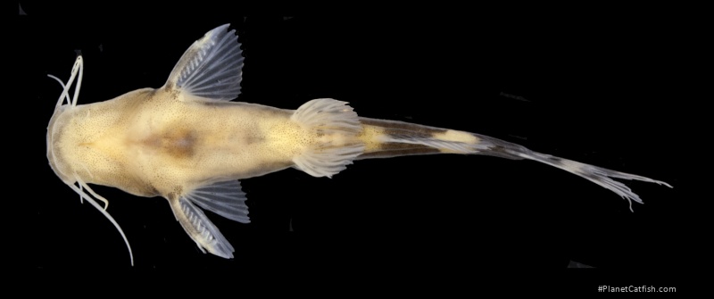 Nanobagrus fuscus