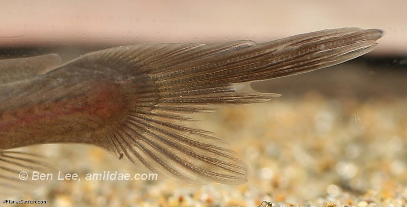 Olyra longicaudata