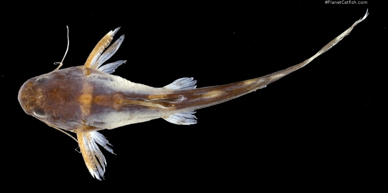 Pseudomystus bomboides