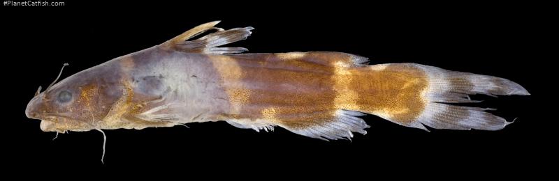 Pseudomystus bomboides