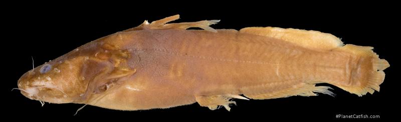 Pseudomystus fumosus