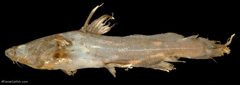 Pseudomystus moeschii