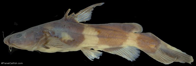 Pseudomystus rugosus
