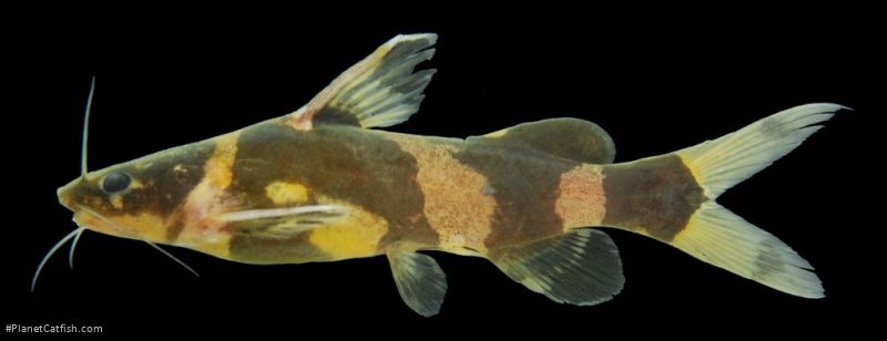 Pseudomystus siamensis