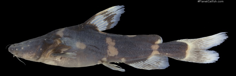 Pseudomystus tuberosus