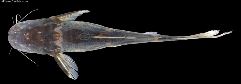 Pseudomystus tuberosus