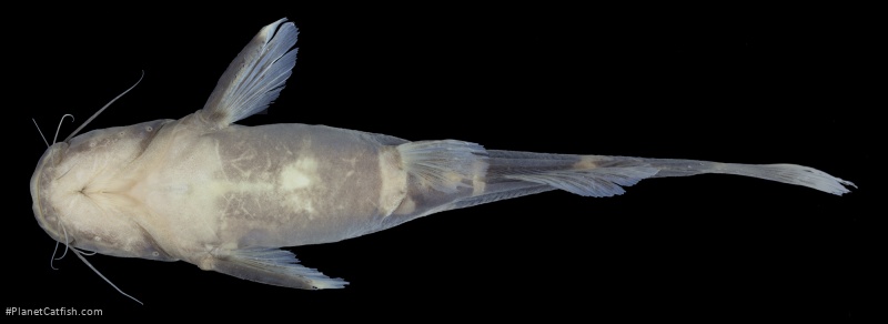 Pseudomystus tuberosus