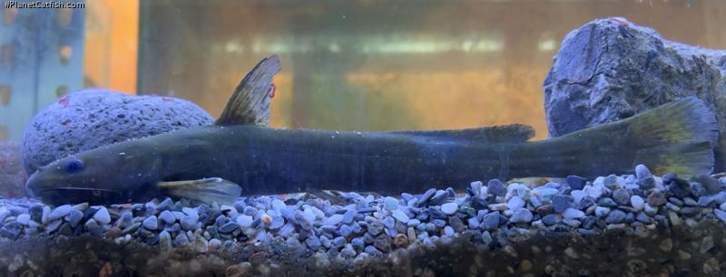 Tachysurus adiposalis