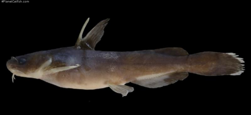 Tachysurus analis