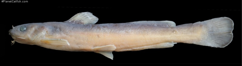 Tachysurus brachyrhabdion