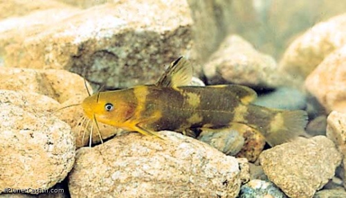 Tachysurus brevicorpus