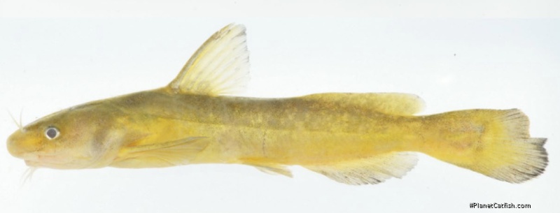 Tachysurus flumendraco