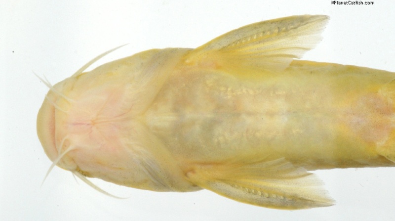 Tachysurus flumendraco