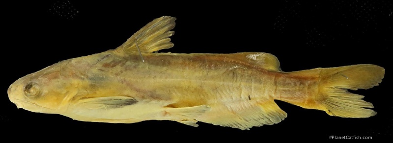 Tachysurus latifrontalis